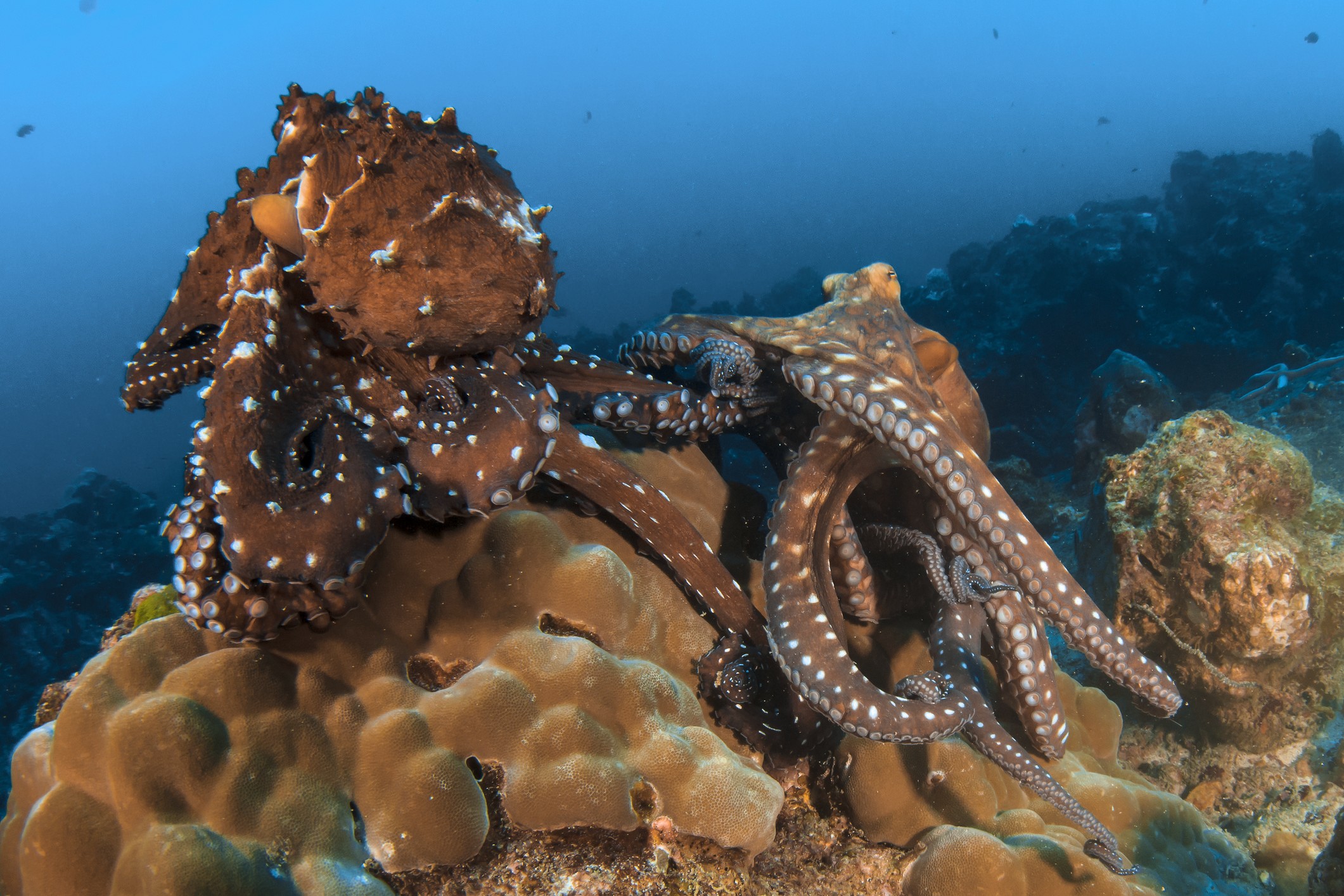 two octopuses