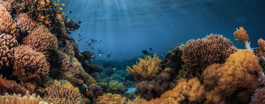 underwater path between coral reefs