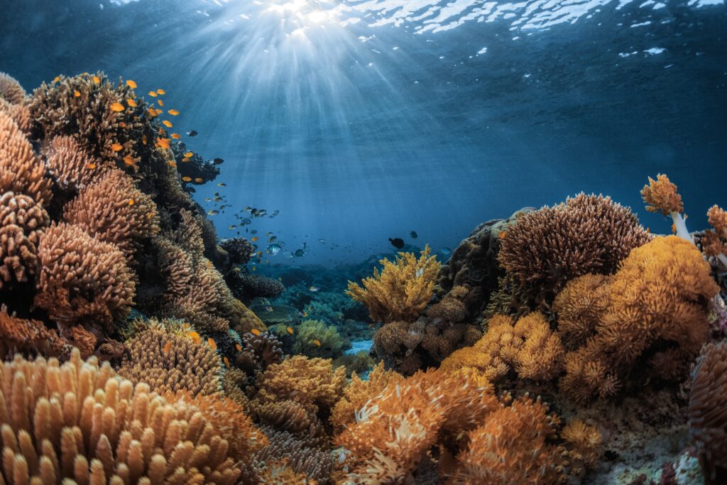 underwater path between coral reefs