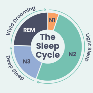 the sleep cycle diagram